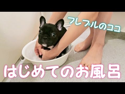 フレンチブルドッグの赤ちゃんココ 初めてのお風呂体験 Youtube