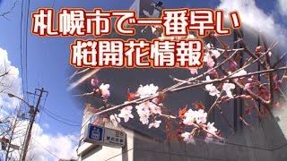 札幌で一番早い桜 地下鉄宮の沢駅2020/4/16
