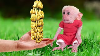 Bon Bon baby monkey has breakfast with bananas