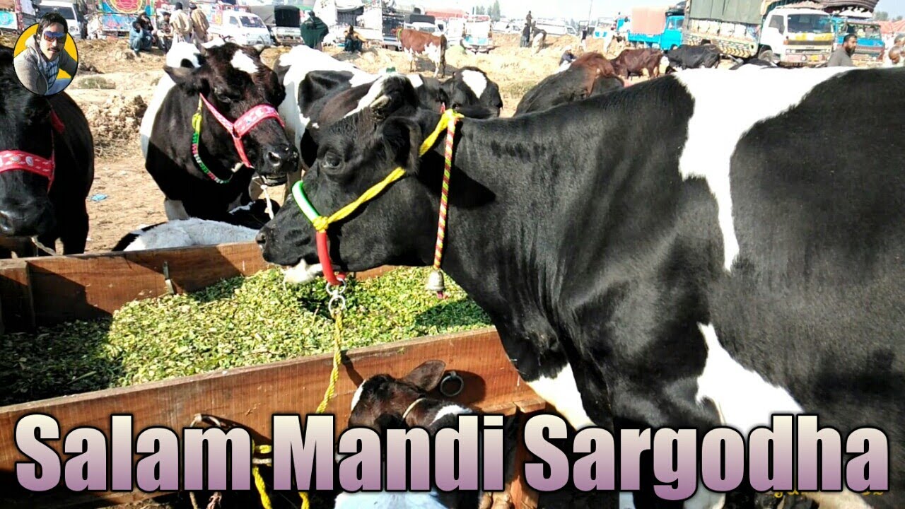 4 best cows | hf quailty | uncle ahsan ki cows for sale in salam mandi