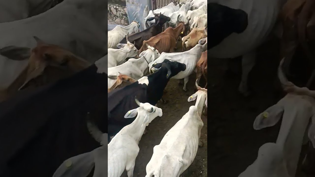 Gau mata ki kripa se