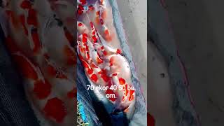 seger #koi #ikan #koipond #kolamikan #jualan #koiblitar