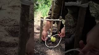 How to make a trap  #survival #wildliferescue #animaltrap #bushcraft #birdtrap #camping
