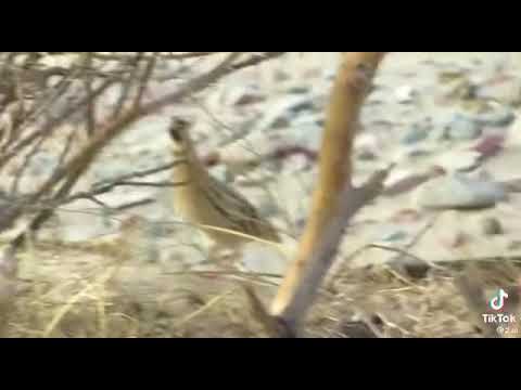 ذيب الغداري منقول