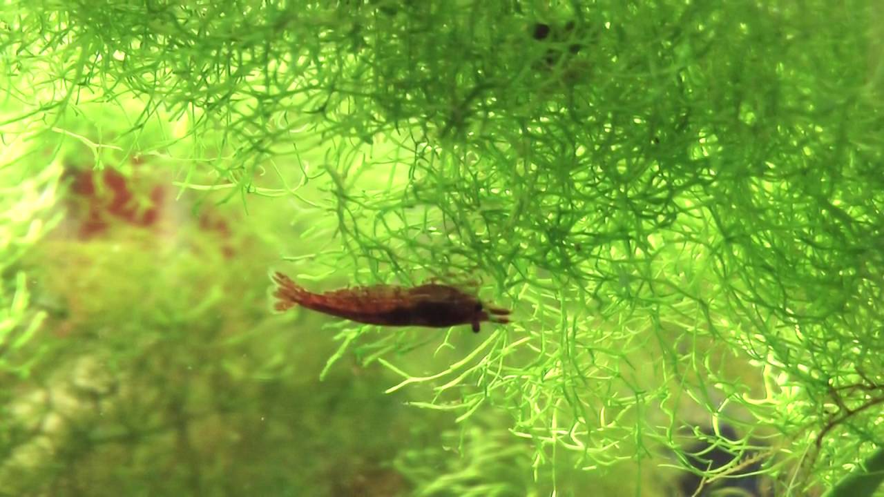 PetCo. Red Cherry Shrimp Tank YouTube