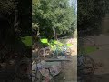Malik Bankar nahin Mali band kar rahi hai #plants #garden #greenplants #greenplant #planttalk #vlog