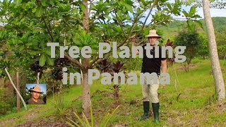 Tree planting in Panama, Central America