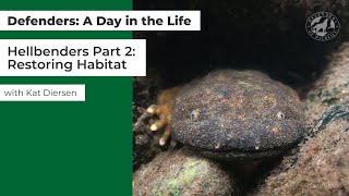 Defenders: A Day in the Life - Restoring Hellbender Habitat