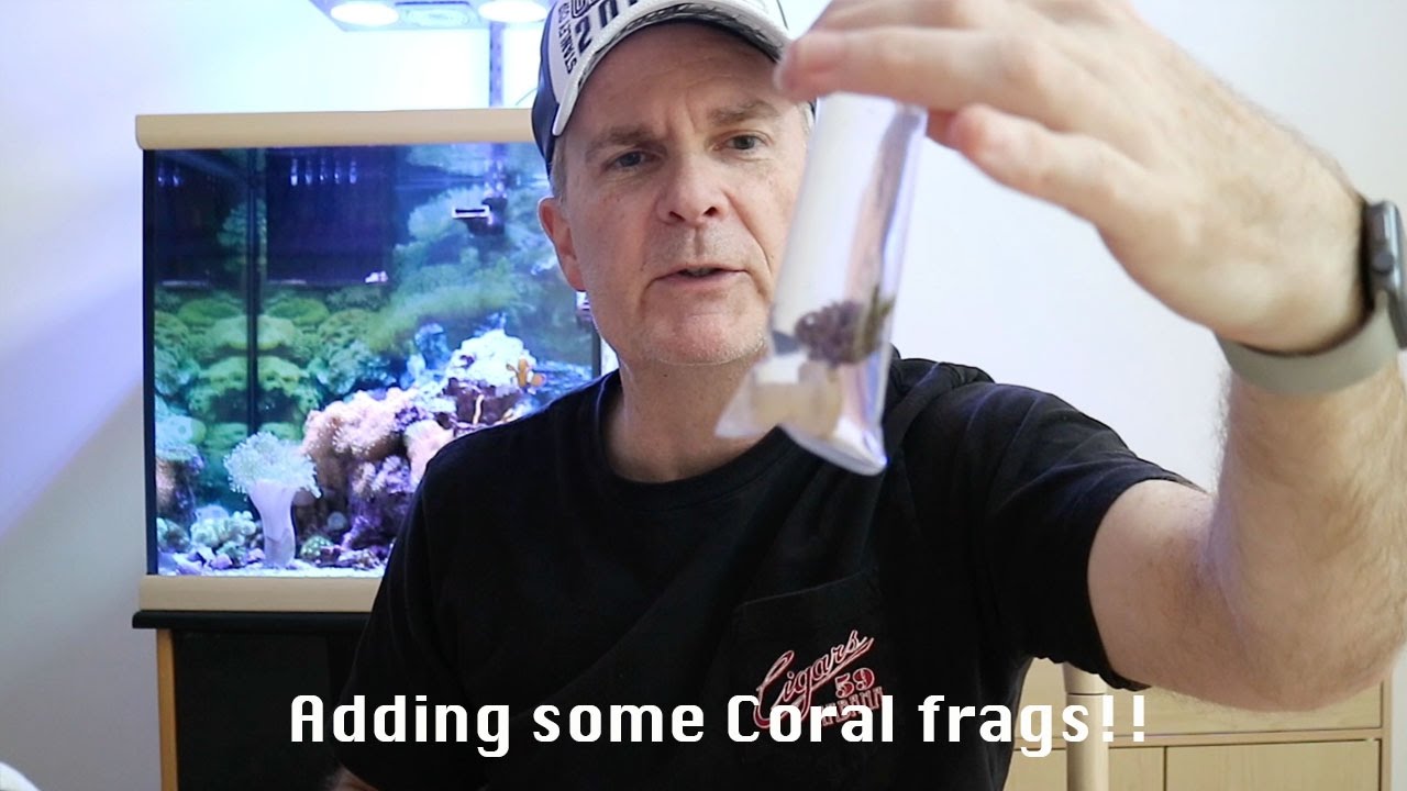 Adding Coral frags to my saltwater tank! - YouTube