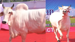 PRESENTING KHARGOSH OF PATHAN CATTLE FARM 2023 || LAST RIDE || HOMECOMING || PATHAN CATTLE FARM