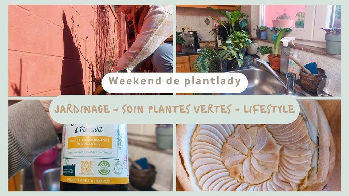 🌿 Plantes d'intérieur : l'engrais en 5 points 