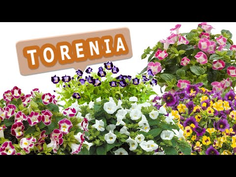 Video: Torenia kääbuslill: lehtpuu taimede kasvatamise teave ja nende eest hoolitsemine