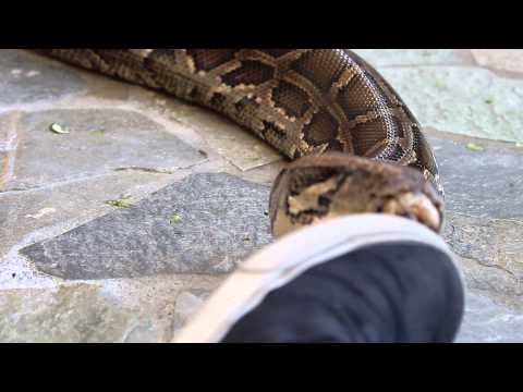 15 foot Burmese python