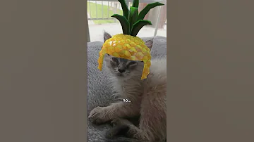 That A Good Kitty Cat Funny Memes Fypシ Fyp Cute Cat Cats 