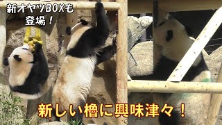 3/19双子パンダ新しい櫓に興味津々！さっそく櫓チェックが入りましたgiantpanda @tokyo 上野動物園