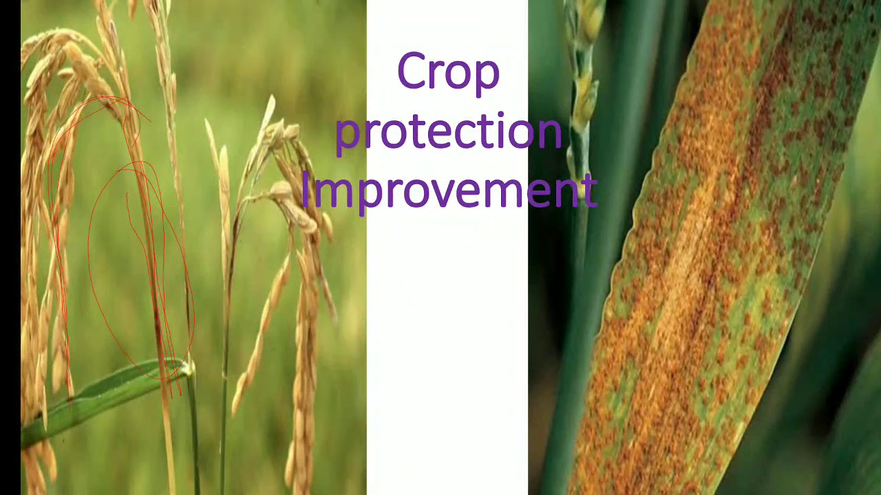Crop protection ImprovementImprovement in food resources9th CBSE by