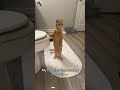 #funnypets #petfails #viralpets #doggolaughs #petreactions #funnyanimals #catantics