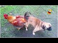 Funniest Animals | Funny Dog And Cat | Funny Animals Video #54