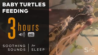 Baby Turtles Feeding in Aquarium - 3 Hours - 4k Video by Soothing Sounds for Sleep 95 views 3 years ago 3 hours, 5 minutes