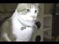 再び不可思議なものが映像に!猫は気配を感じ取ったのか♥♥猫との会話を楽しむ動画 Conversation with a cat