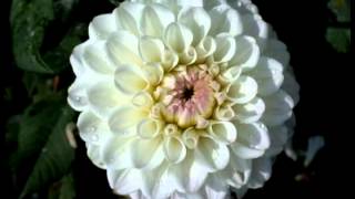 La Dalia flor nacional de México