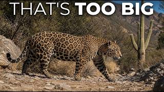 Jaguars in Arizona Are Growing Far Bigger Than They Should — And No One Can Explain Why