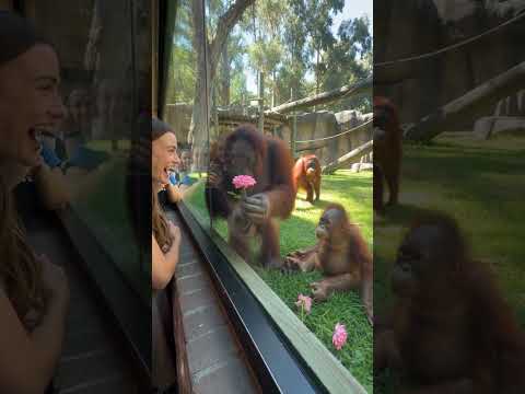 The Most Gentleman Orangutan Ever! 😂🌸
