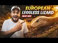 Is This a Snake or a Lizard? 😮 European Legless Lizard Explained | MUST SEE | Karnataka Aquarium 