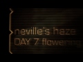 Neville's Haze - Green House Grow Sessions
