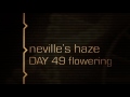 Neville's Haze - Green House Grow Sessions