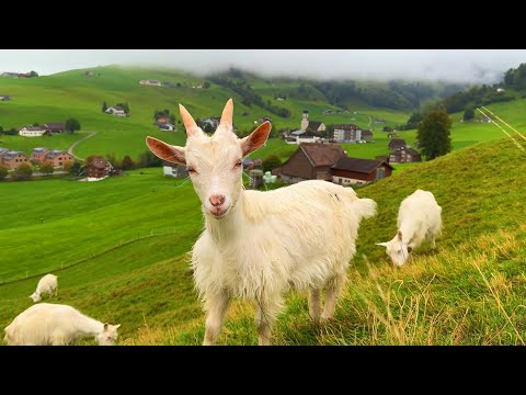 الحياة في قرية سويسرا السماوية نزهة استرخاء في أجمل ريف سويسري