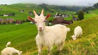 : Life in Switzerland's Heavenly village - Relaxing walk in the most beautiful Swiss countryside