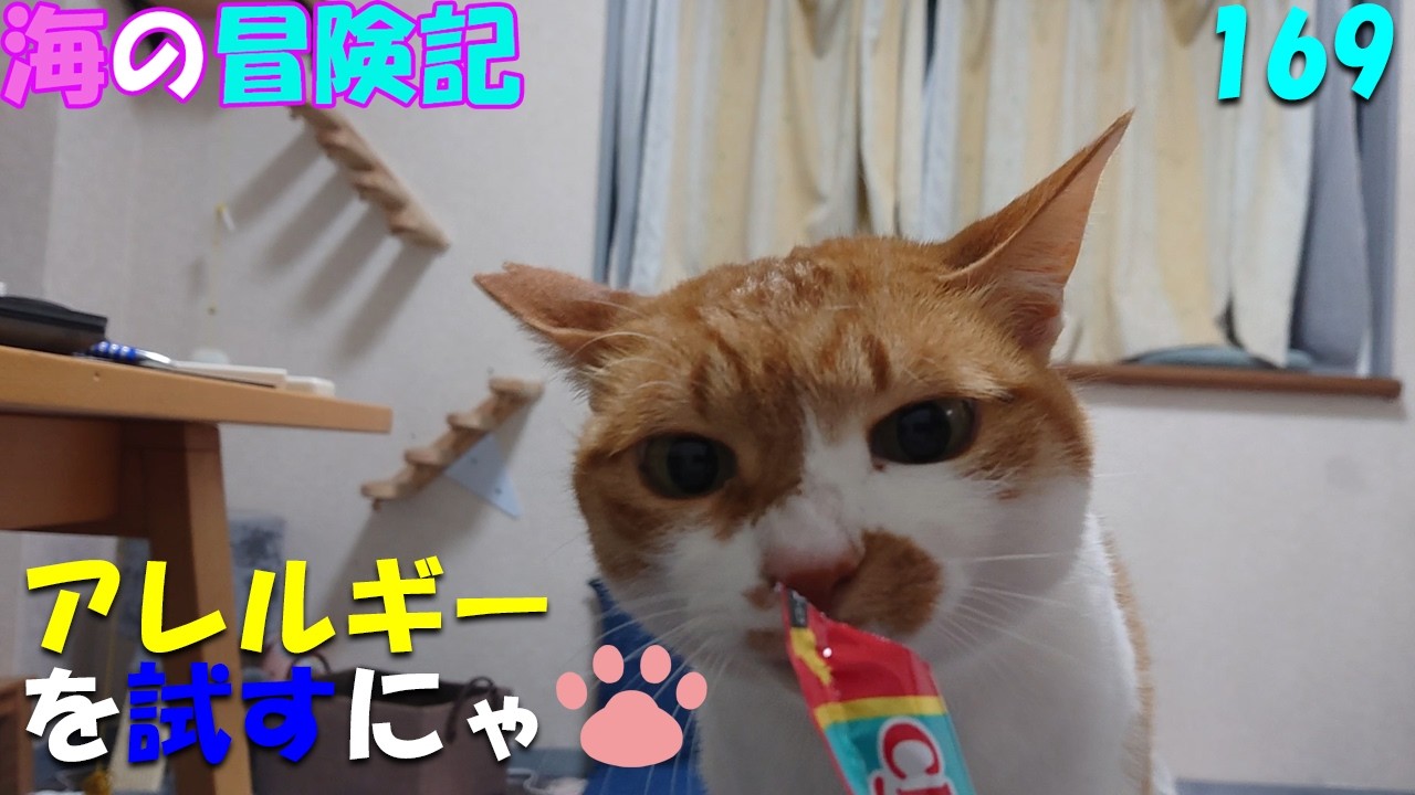 169 アレルギーかどうか試してみるにゃ - YouTube