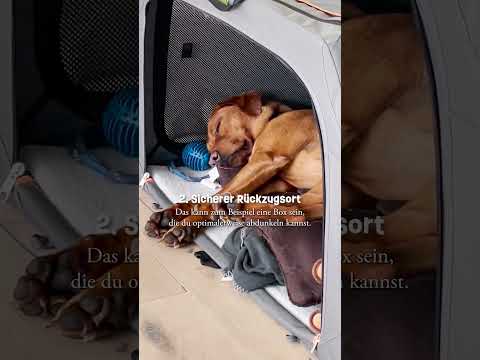 4 Tipps für Dein Silvester mit Hund 🐶❤️🩹