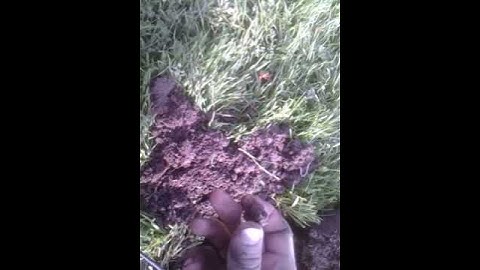 First ever gold coin explorer se