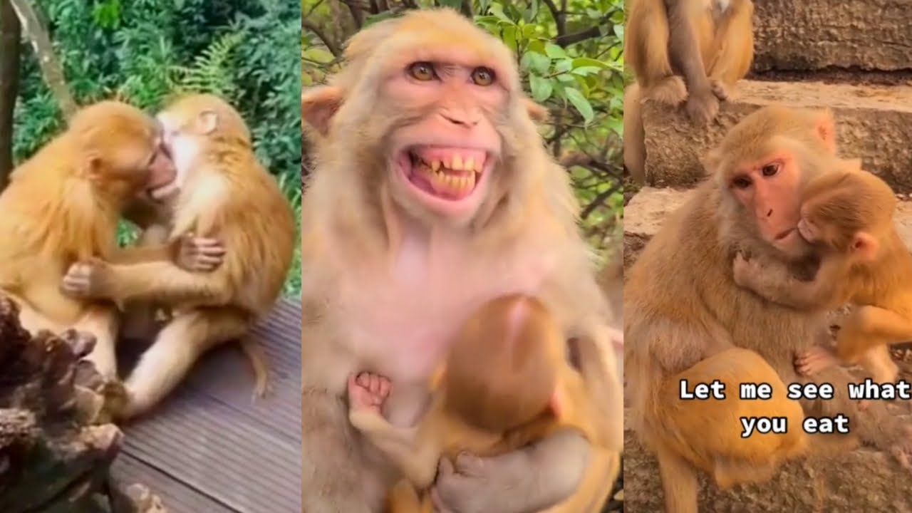 Enjoy monkeys because they are funny bbc kh