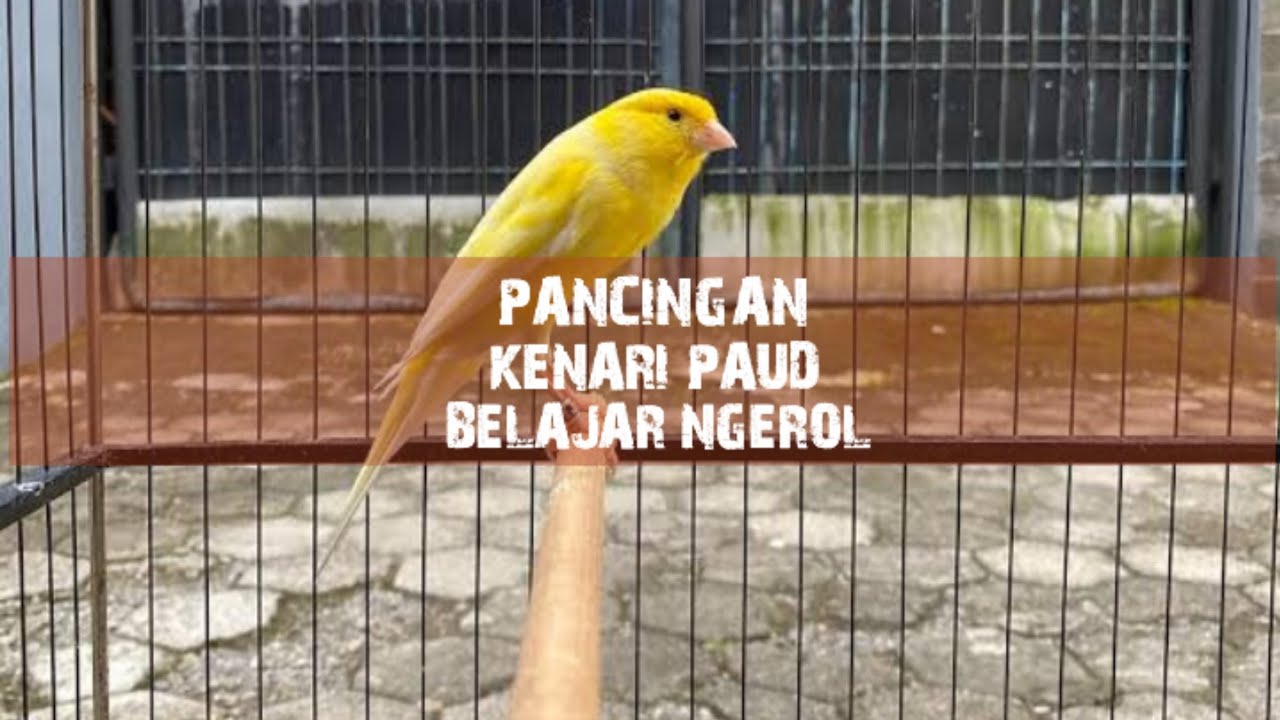 Pancingan Kenari Paud Belajar Bunyi | Dijamin Kenari Bahan Langsung Nyaut