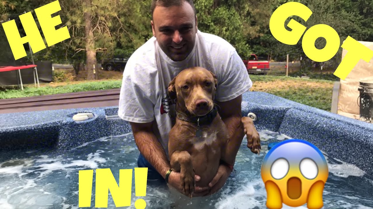 DOG JUMPS IN HOT TUB! YouTube