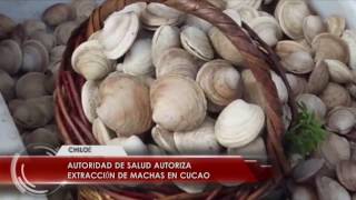 Autoridad de salud autoriza extracción de machas en Cucao