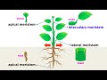Types of Plant Cells