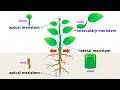 Plant Cell Structures and Functions Explained