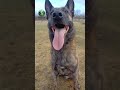 Meet the Dutch Shepherd