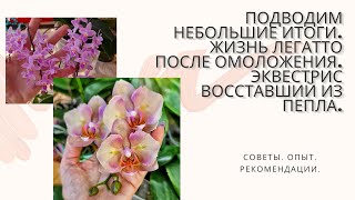 Легатто бабочка спустя 3 месяца после омоложения.Появилась ли детка?! Жизнь Эквестриса после лечения