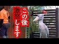 【これは珍しい】あることに怒っちゃうハシビロコウふたばちゃん!…名場面で綴る!ハシビロコウふたばちゃんとの思い出 part9。 掛川花鳥園のハシビロコウふたば
