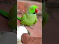 mummy ko bulao 💞 #parrot #petbird #talkingparot #nonstoptalkingparrot