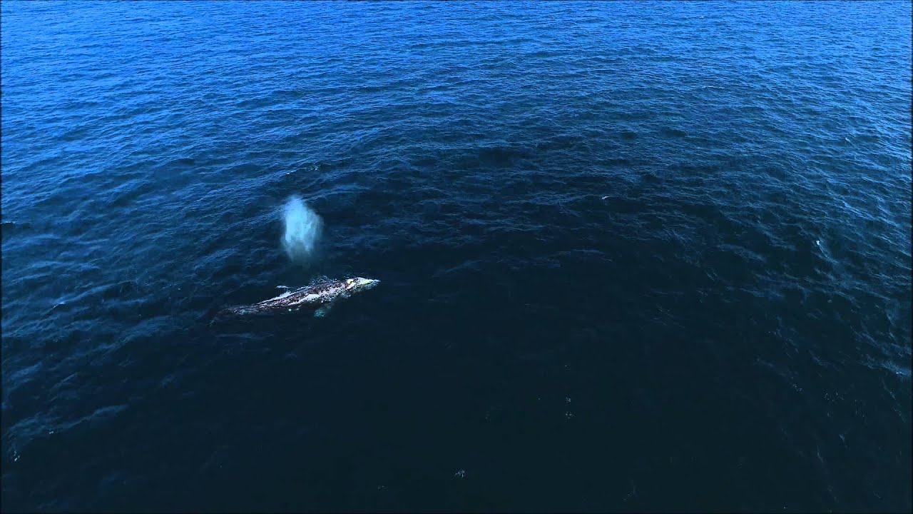 camera iphone 8 plus apk point dume gray whale blow and fluke