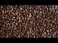 Renature hub  cop28 sebastian nielsen ceo of slow forest coffee
