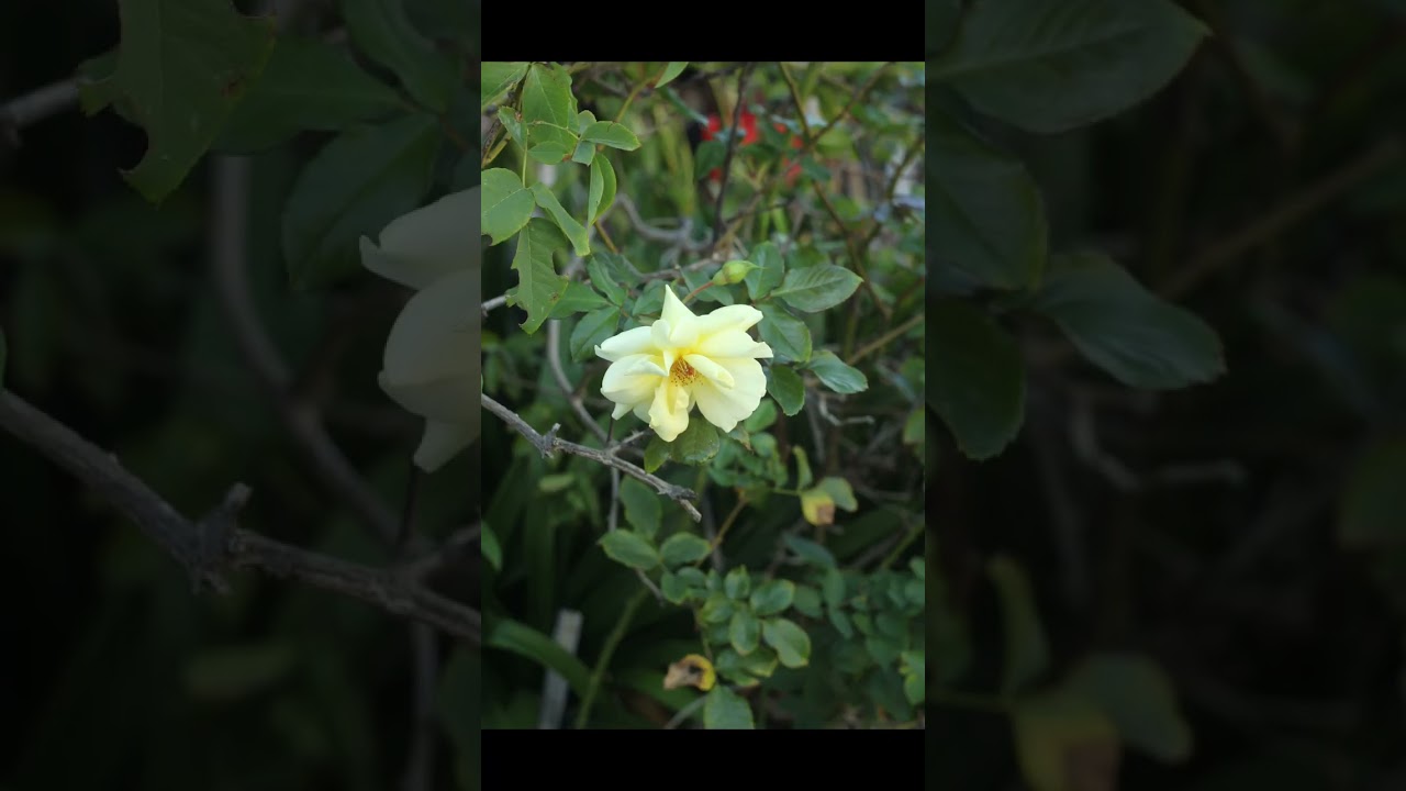 FotodioX Pro V2 M42  -EOS Adapter w Canon 1D MK IV and Helios 44m