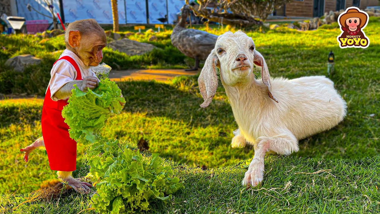 Monkey YiYi was worried when BeBe goat stopped eating YouTube