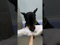 Снег нынче дефицит😁 Арманд выпускник питомника цвергпинчеров Брайт Фридом Мурманск